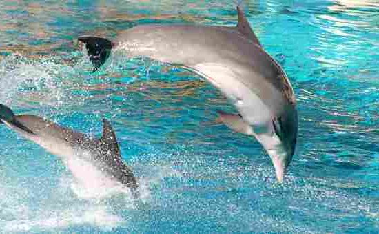 dolphin show