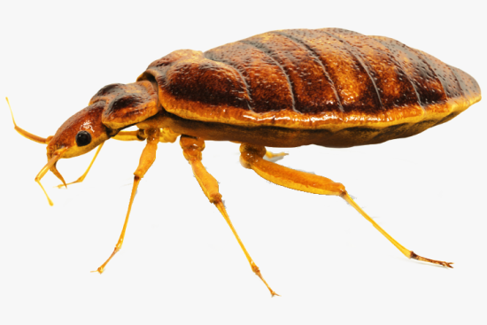 Bed Bug Control and Removal Company in Surrey