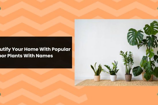 Beautify Your Home With Popular Indoor Plants With Names