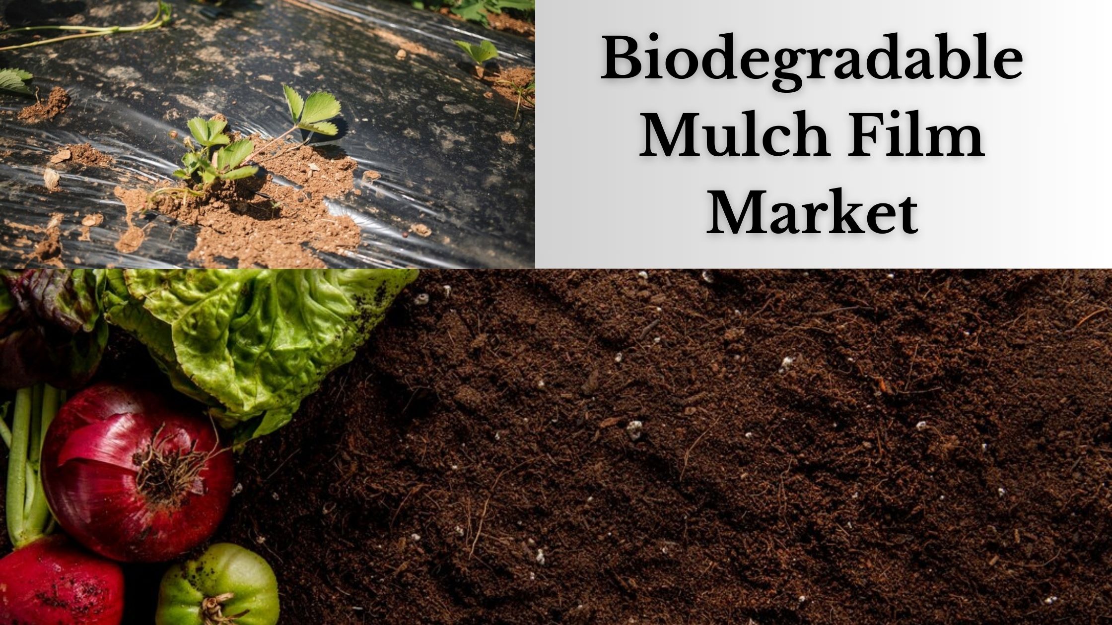 Biodegradable Mulch Film Market