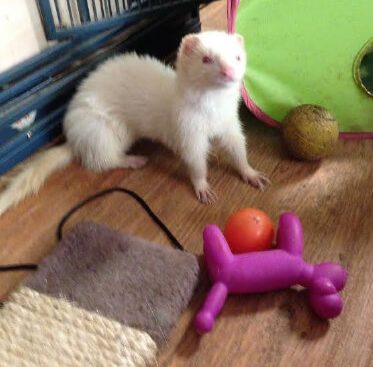 Ferret Toys Market