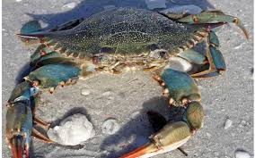 Global Crab Market