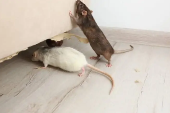 The Benefits of Professional Mice Extermination Services