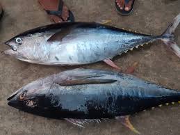 Tuna Fish Market