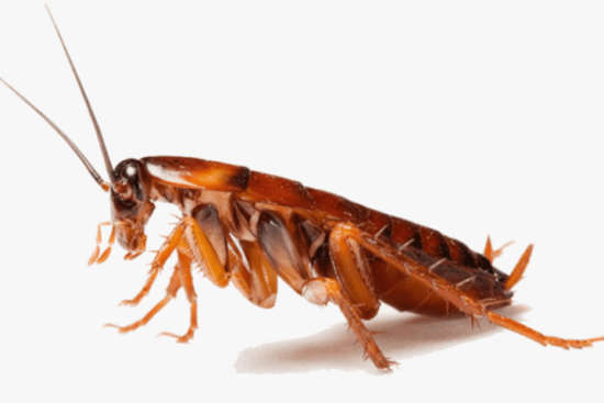 Top cockroach control company in Sarnia