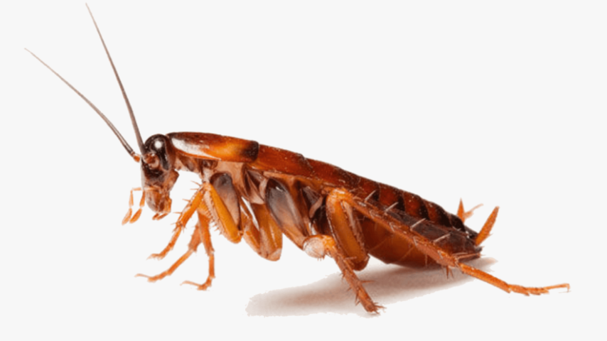 Top cockroach control company in Sarnia