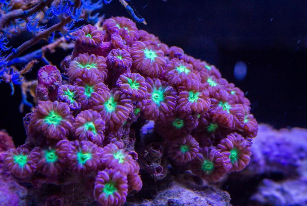 blastomussa corals for sale