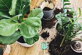 houseplant compost