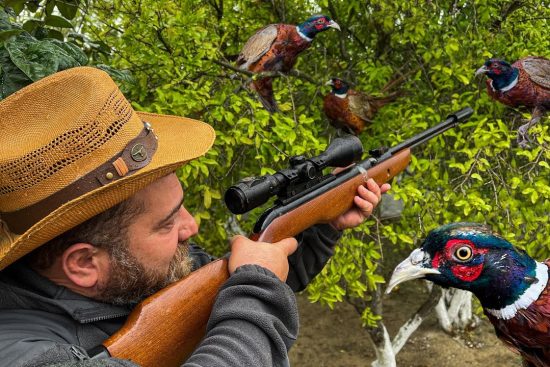 Pheasant Hunting