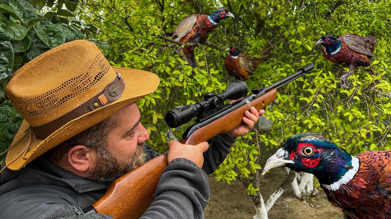 Pheasant Hunting