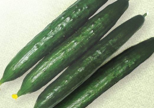 cucumber allies