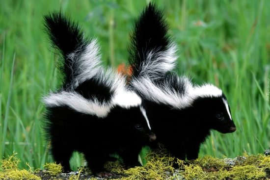 skunk control and removal in Vaughan