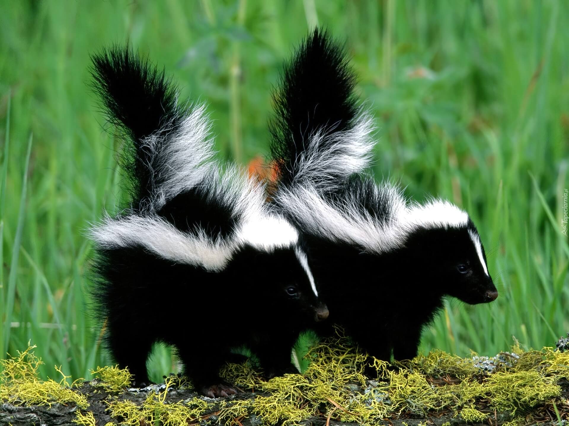 skunk control and removal in Vaughan