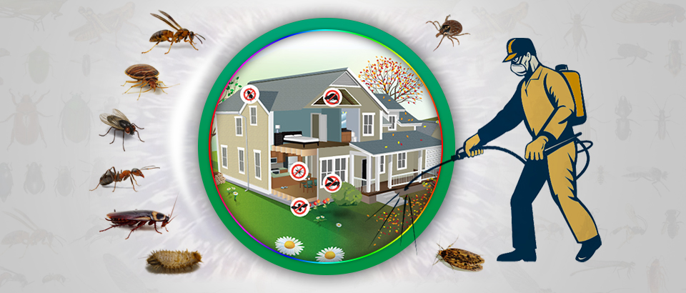 termite control company in Lahore