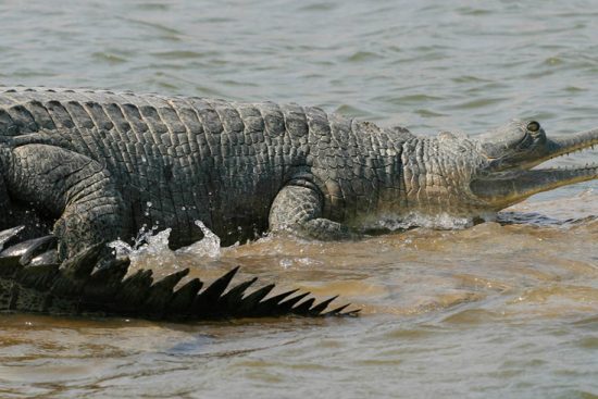 Palighat Chambal Boat Safari