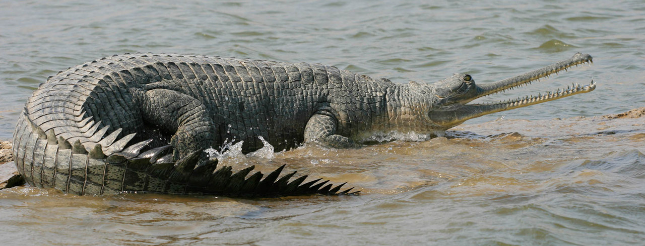 Palighat Chambal Boat Safari