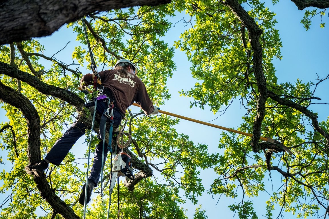 Pruning-3