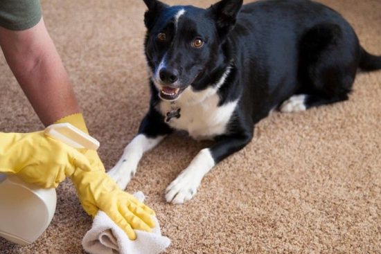 pet-stains-on-carpet