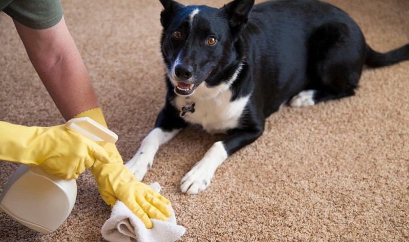 pet-stains-on-carpet