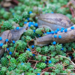 The Ultimate Guide to Slug Pellets and Slug Control in the UK