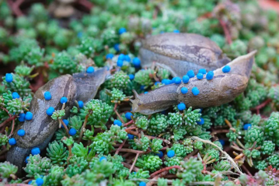 Slug Pellets and Slug Control in the UK